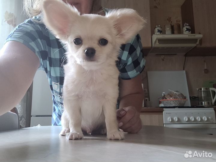 Чихуахуа породный малыш