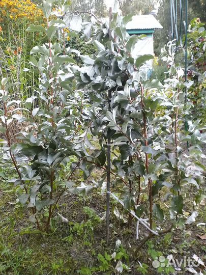 Саженцы Туи и кустарника Лох серебристый