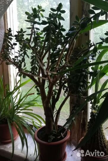 Толстянка денежное дерево