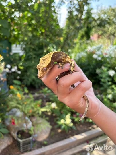 Передержка рептилий