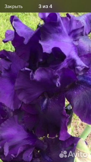 Ирис бородатый