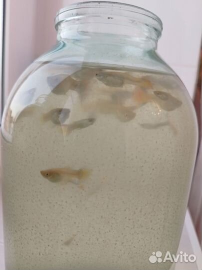 Аквариум с рыбками 50л, еда, компрессор