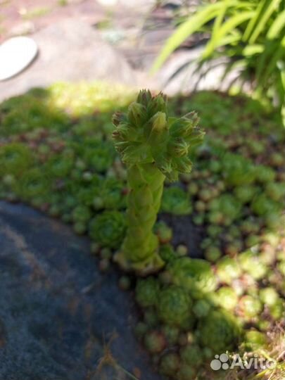 Молодило, каменная роза, камнеломка, очиток едкий