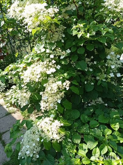 Гортензия черешковая Петиоларис