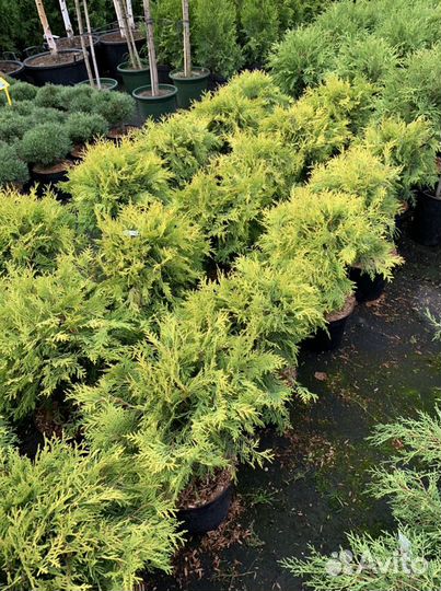 Туя западная Глобоза
