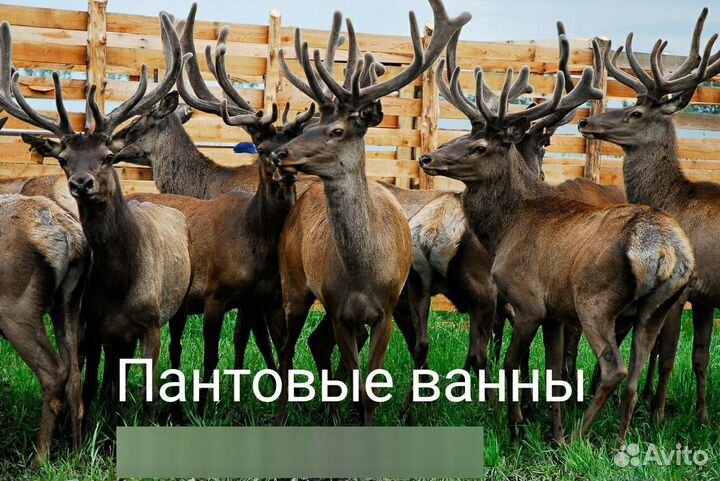 Пантовые ванны