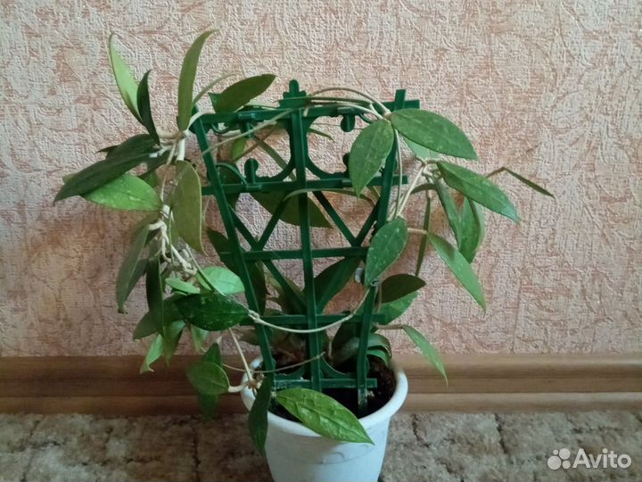 Хойи взрослые