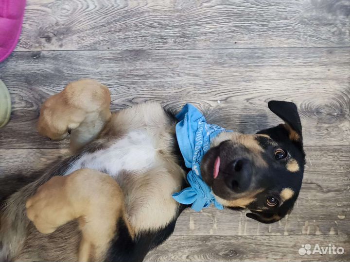 Щенок.4 месяца.В добрые руки