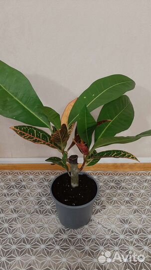 Кротон Петра