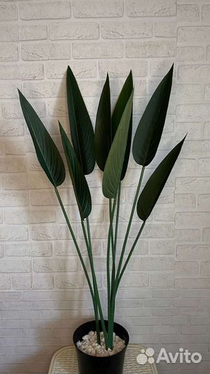 Стрелиция искусственная