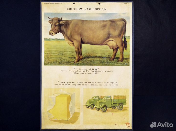 Плакат 1949г животноводство 83х59см картон СССР
