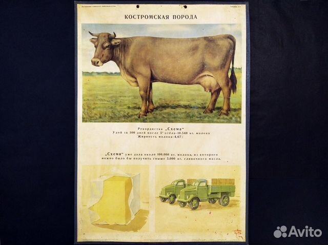 Плакат 1949г животноводство 83х59см картон СССР