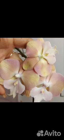 Орхидея фаленопсис биг лип