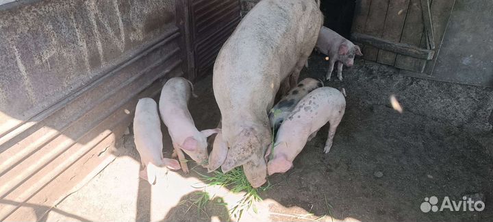 Поросята