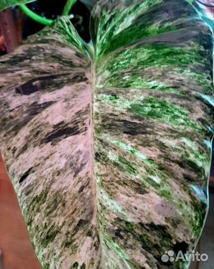 Филодендроны сортовые