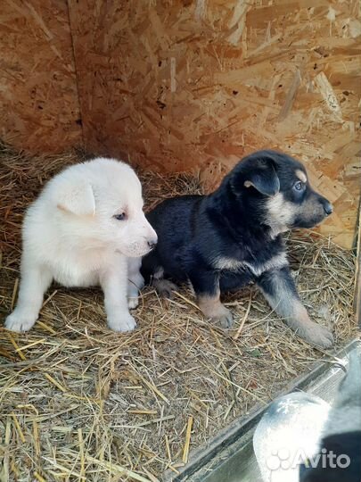 Щенки помесь белой овчарки