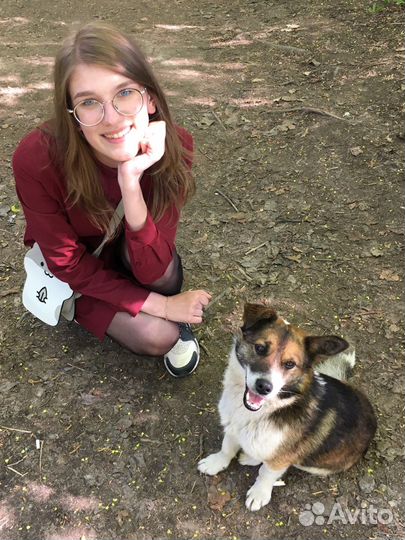 Выгул собак