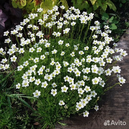 Почвопокровники