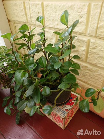 Комнатные цветы