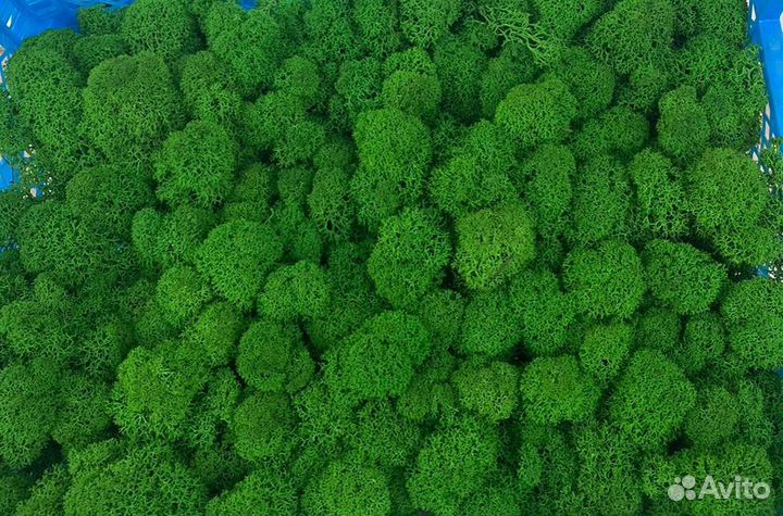 Стабилизированный мох