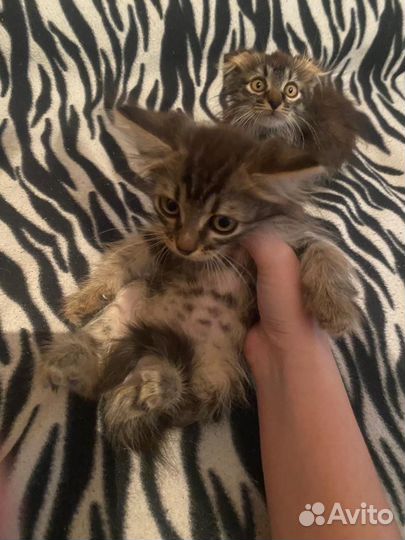 Вислоухие котята в добрые руки