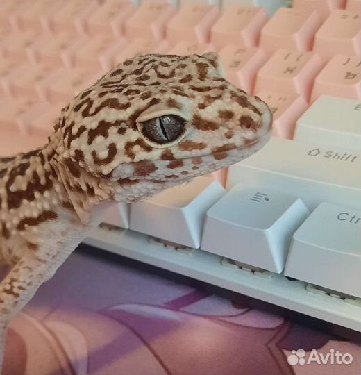 Иранский эублефар самец