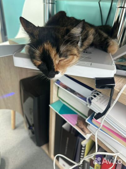 Кошка Маркиза