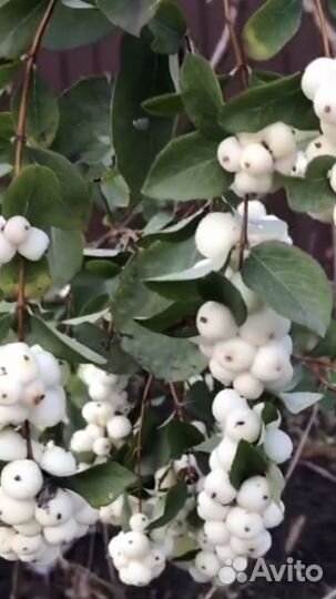 Снежноягодник