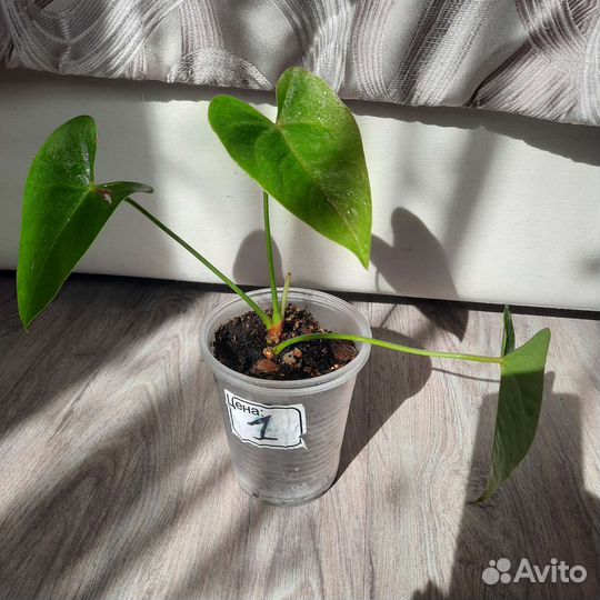 Антуриум Спатифиллиум Мужское/женское счастье
