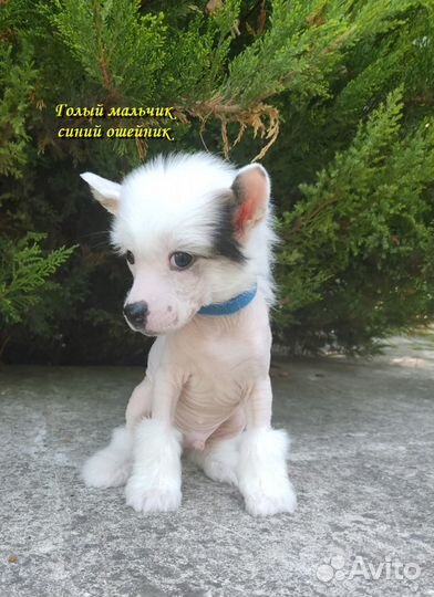 Щенки китайской хохлатой собачки