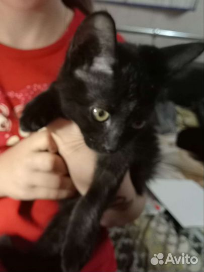 Котенок девочка (2-3 месяца) обработана