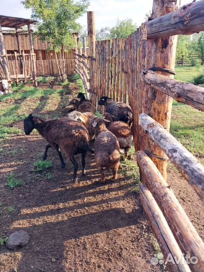 Овцы бараны