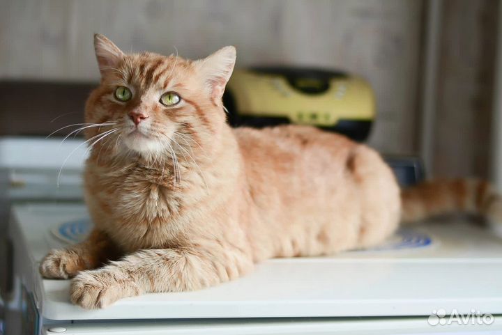 Селкирк-рекс