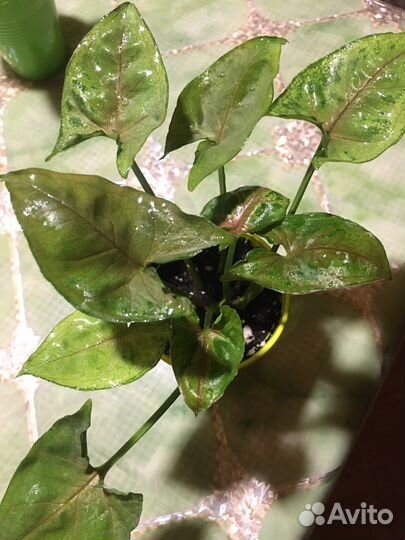 Сингониум Кристмас, Неон Пинк, Ушколистный. Кротон