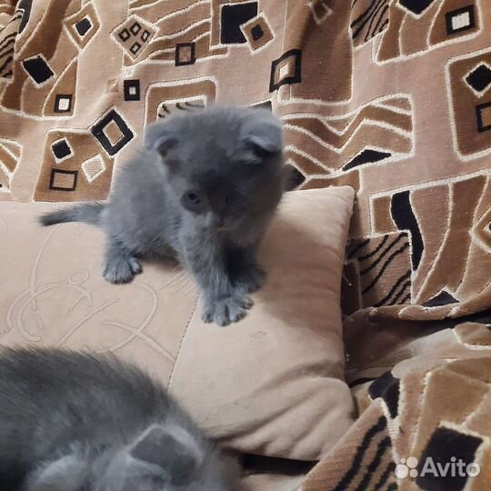 Британские вислоухие котята бесплатно