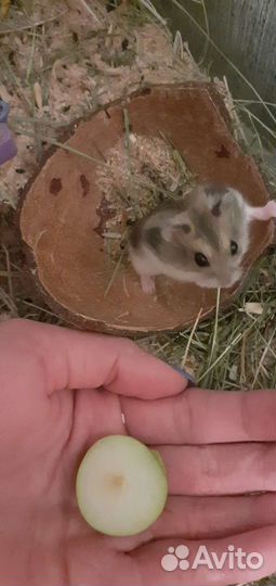 Джунгарский хомяк