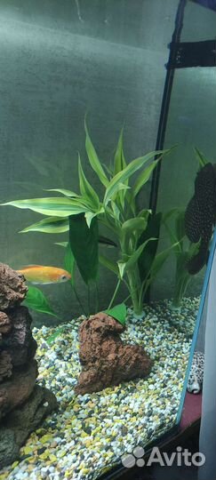 Аквариум