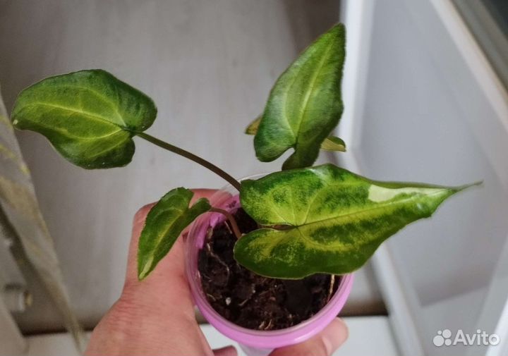 Сингониумы