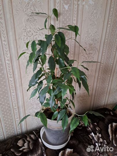 Комнатные цветы