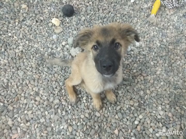 Щенки будут маленькими до 30-35см