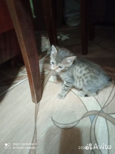 Котик в добрые руки