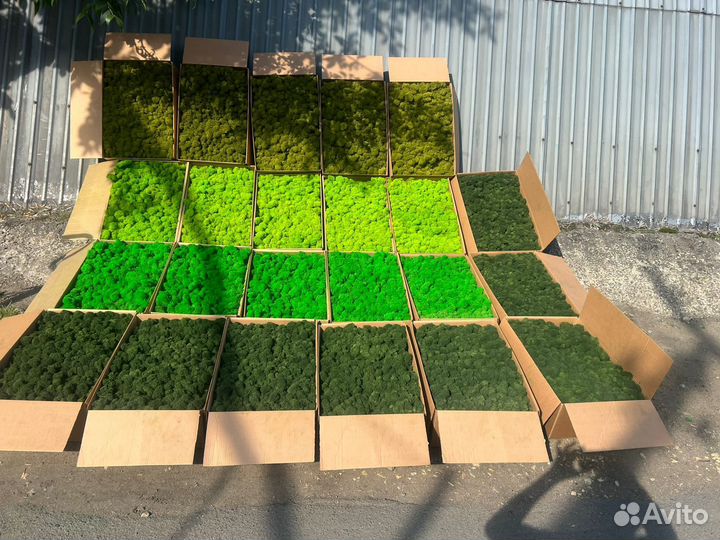 Стабилизированный мох ягель. кочки. Арт203, от