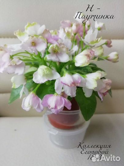 Сортовые фиалки mini