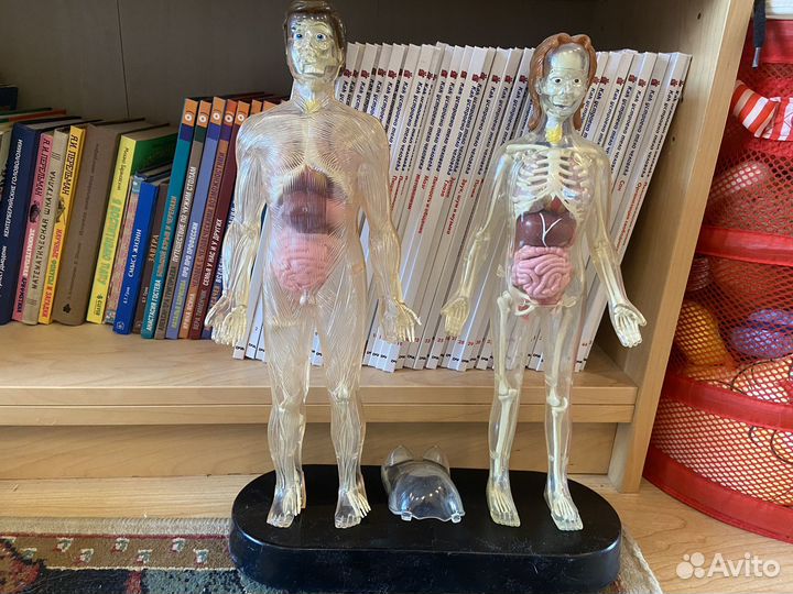 Тело человека (деагостини) +2 модели с органами