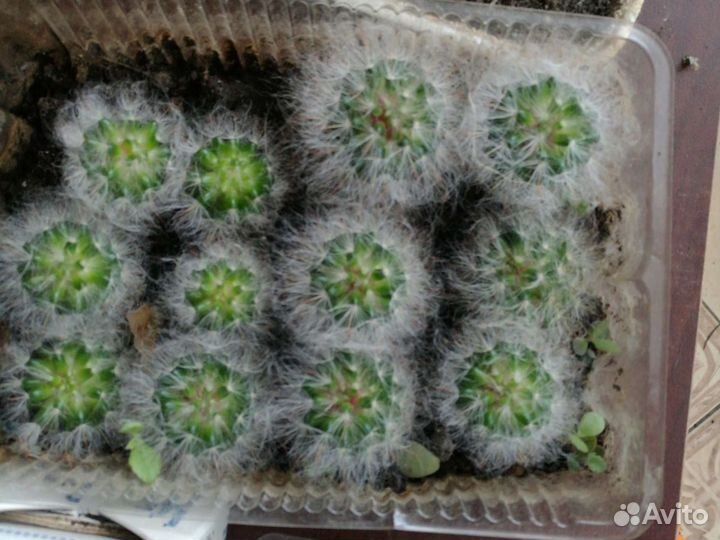 Цветущий кактус