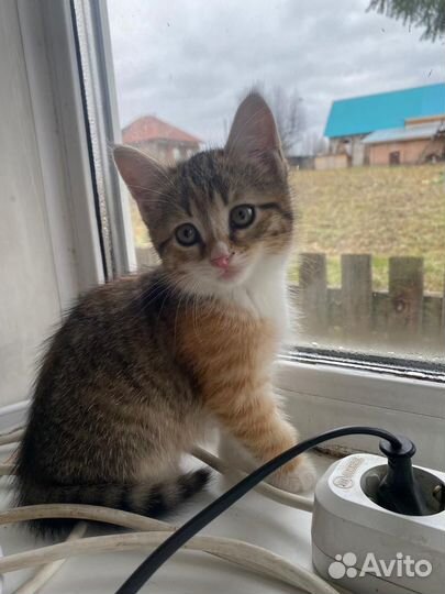 Кошка Котята бесплатно