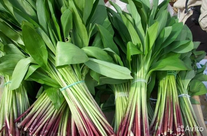 Черемша свежая