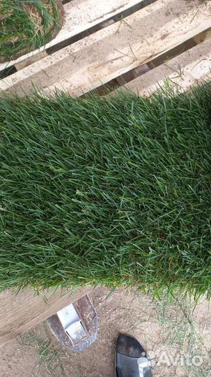Рулонный газон с доставкой