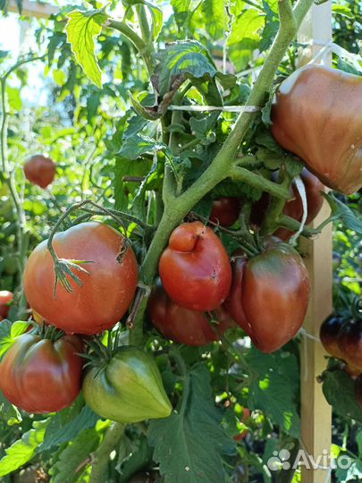 Семена коллекционных сортов томатов