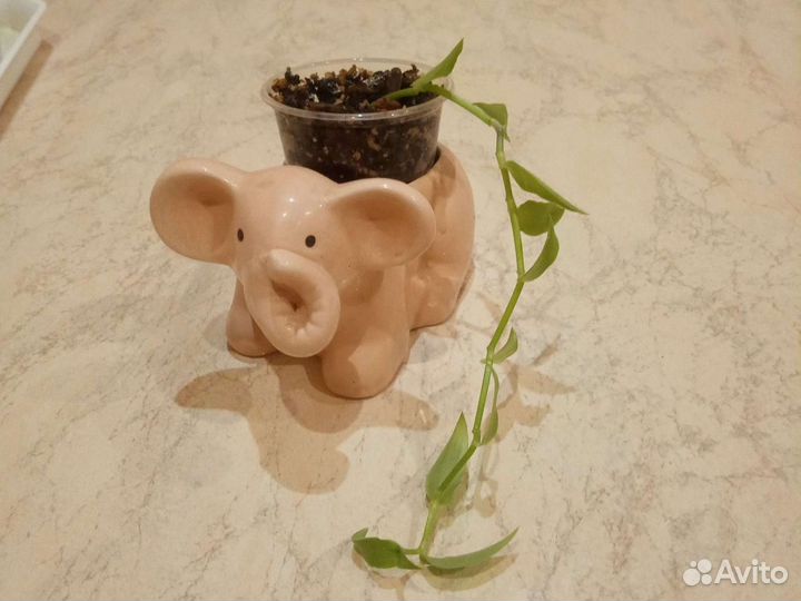 Кактусы и суккуленты